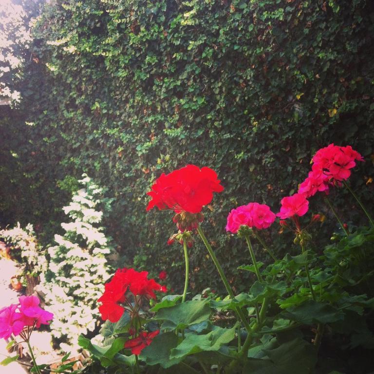 Târgu-Mureş Vila Monica Bed & Breakfast 部屋 写真